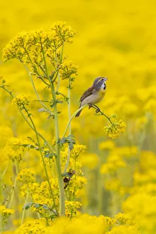 Dickcissel male on butterweed, Marion County, Illinois Dickcissel male on butterweed, Marion County, Illinois
