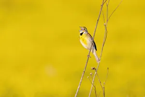 Dickcissel male singing in a field with butterweed, Marion County, Illinois Dickcissel male singing in a field with butterweed, Marion County, Illinois
