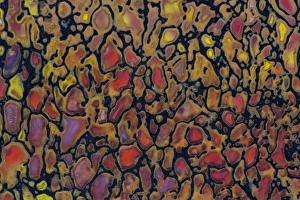 Geology Photography Prints: Dinosaur Petrified Bone