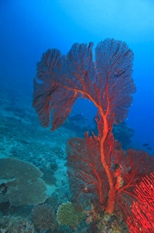 Diver in background of large Gorgonian Sea Fan, Beqa Island off Southern Viti Levu Diver in background of large Gorgonian Sea Fan, Beqa Island off Southern Viti Levu