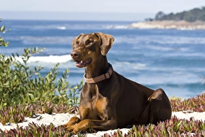 A Doberman Pinscher lying on the white sands with the blue of the Pacific Ocean in A Doberman Pinscher lying on the white sands with the blue of the Pacific Ocean in