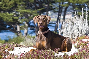 A Doberman Pinscher lying in the white sands of Carmel Beach California A Doberman Pinscher lying in the white sands of Carmel Beach California