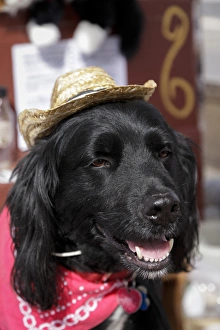 Dog in a small town parade. Truth or Consequences, New Mexico, USA Dog in a small town parade. Truth or Consequences, New Mexico, USA