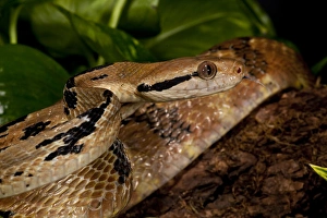 Dog-tooth Cat Eyed Snake Boiga cynodon Native to Burma Dog-tooth Cat Eyed Snake Boiga cynodon Native to Burma