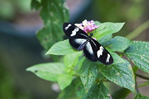 Doris Longwing (Heliconius doris viridis) resting on a plant. Costa Rica Doris Longwing (Heliconius doris viridis) resting on a plant. Costa Rica