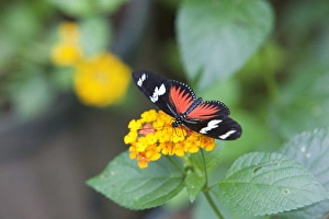 Doris Longwing Red (Heliconius doris) feeding on a flower. Costa Rica Doris Longwing Red (Heliconius doris) feeding on a flower. Costa Rica