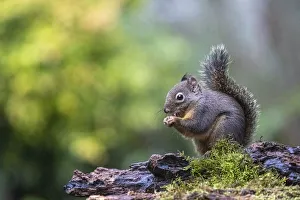 Douglas Squirrel standing on a log eating a nut Douglas Squirrel standing on a log eating a nut