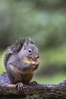 Douglas Squirrel standing on a log eating a peanut Douglas Squirrel standing on a log eating a peanut
