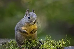 Douglas Squirrel standing on back paws on a moss-covered log Douglas Squirrel standing on back paws on a moss-covered log