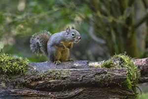Douglas Squirrel vocalizing on a moss-covered log Douglas Squirrel vocalizing on a moss-covered log