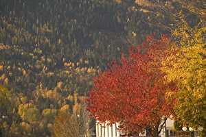 Canadian Fall Colors Prints: 02
