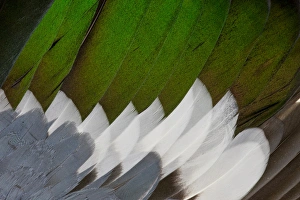 Drake Northern Shoveler wing feathers fanned out Drake Northern Shoveler wing feathers fanned out
