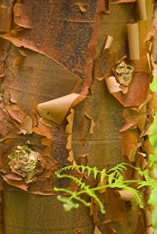 Dramatic pattern and color in peeling paperbark with fern Dramatic pattern and color in peeling paperbark with fern
