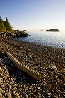 Driftwood on a cobble stone beach at Dorr Point in Maines Acadia National Park Driftwood on a cobble stone beach at Dorr Point in Maines Acadia National Park