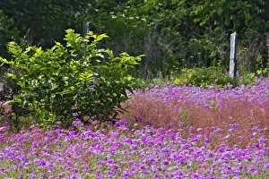Drummond Phlox, Phlox drummondi, Hilton Head Island, South Carolina Drummond Phlox, Phlox drummondi, Hilton Head Island, South Carolina