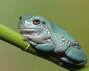 Dumpty tree frog, Australian green tree frog, Whites tree frog, Litoria caerulea Dumpty tree frog, Australian green tree frog, Whites tree frog, Litoria caerulea