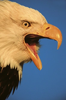 Eagle, Bald Eagle, Haliaeetus leucocephalus, Alaska, Kachemak Bay, National Bird Eagle, Bald Eagle, Haliaeetus leucocephalus, Alaska, Kachemak Bay, National Bird
