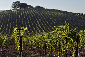 Early morning light in the vineyard of Kunde Estate Winery & Vineyard on Sonoma Highway Early morning light in the vineyard of Kunde Estate Winery & Vineyard on Sonoma Highway
