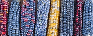 Ears of Native American corn (Zea mays) including Hopi Blue, Vadito Blue, Escondido Blue Ears of Native American corn (Zea mays) including Hopi Blue, Vadito Blue, Escondido Blue