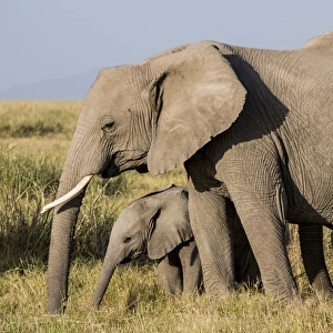 East Africa, Kenya, Amboseli National Park, elephant (Loxodanta africana) East Africa, Kenya, Amboseli National Park, elephant (Loxodanta africana)