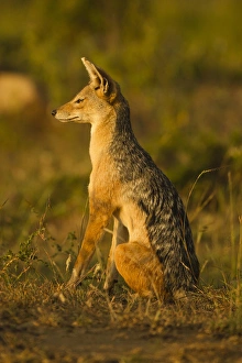 East Africa, Kenya, Masai Mara Game Reserve, Lower Mara, Black-backed Jackal, portrait East Africa, Kenya, Masai Mara Game Reserve, Lower Mara, Black-backed Jackal, portrait