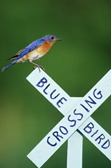 Eastern Bluebird (Sialia sialis) male on Bluebird Crossing sign, Marion Co. IL Eastern Bluebird (Sialia sialis) male on Bluebird Crossing sign, Marion Co. IL