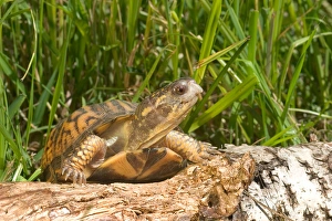 North American Reptiles Prints: Eastern box turtle Terrapene c. carolina Kettle River, MN Maresa Pryor