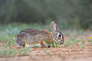 Eastern cottontail (Sylvilagus floridanus) eating Eastern cottontail (Sylvilagus floridanus) eating
