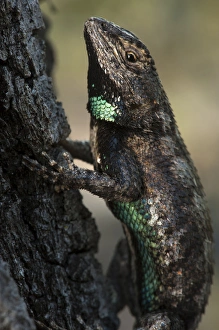 Eastern Fence Lizard (Sceloporus undulatus) The Orianne Indigo Snake Preserve Eastern Fence Lizard (Sceloporus undulatus) The Orianne Indigo Snake Preserve