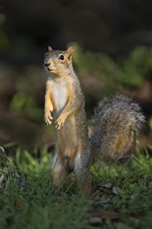 Eastern Fox Squirrel (Sciurus niger) watching for predators Eastern Fox Squirrel (Sciurus niger) watching for predators