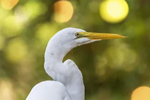 An Eastern Great Egret portrait against a bright yellow blurred background An Eastern Great Egret portrait against a bright yellow blurred background