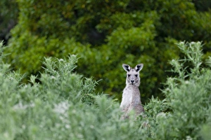 Eastern grey kangaroo (Macropus giganteus), Australia Eastern grey kangaroo (Macropus giganteus), Australia