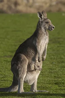 Eastern Grey Kangaroo (Macropus giganteus) with Joey in Pouch, Eltham College Environmental Reserve Eastern Grey Kangaroo (Macropus giganteus) with Joey in Pouch, Eltham College Environmental Reserve