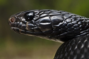 Eastern Indigo Snake (Drymarchon couperi) Juvenile CAPTIVE The Orianne Indigo Eastern Indigo Snake (Drymarchon couperi) Juvenile CAPTIVE The Orianne Indigo