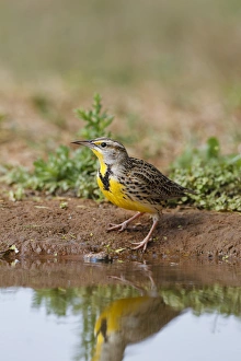 Eastern Meadowlark (Sturnella magna) drinking Eastern Meadowlark (Sturnella magna) drinking