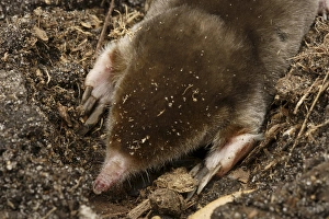 Eastern Mole searching for food Scalopus aquaticus Central Florida Eastern Mole searching for food Scalopus aquaticus Central Florida