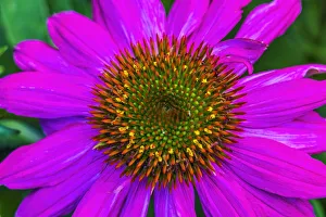 Eastern purple coneflower blooming. Native to North America Eastern purple coneflower blooming. Native to North America