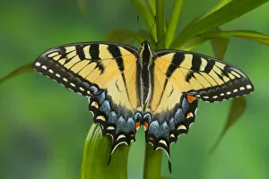 Images Dated 30th December 2005: Eastern Tiger Swallowtail Butterfly, Papilio glaucus