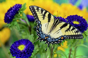 Eastern Tiger Swallowtail Butterfly, Papilio glaucus Eastern Tiger Swallowtail Butterfly, Papilio glaucus