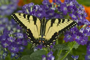 Images Dated 27th July 2005: Eastern Tiger Swallowtail Butterfly, Papilio glaucus