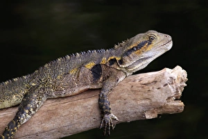 An Eastern Water Dragon (Eastern Water Dragon) basks on a sun-drenched log on the An Eastern Water Dragon (Eastern Water Dragon) basks on a sun-drenched log on the