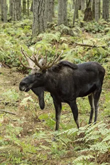 Eatonville, Washington State, USA. Bull moose in Northwest Trek Wildlife Park Eatonville, Washington State, USA. Bull moose in Northwest Trek Wildlife Park