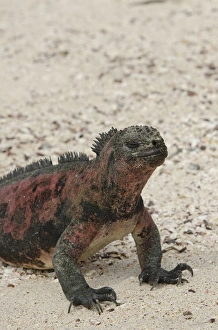 Ecuador, Galapagos, Espanola, Punta Suarez. Endemic subspecies of marine iguana (Wild Ecuador, Galapagos, Espanola, Punta Suarez. Endemic subspecies of marine iguana (Wild