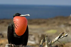 Ecuador, Galapagos, Genovesa Island. Prince Philips Steps nature trail. Male Ecuador, Galapagos, Genovesa Island. Prince Philips Steps nature trail. Male