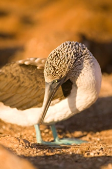 Ecuador, Galapagos Islands, N. Seymor Island, Blue-footed Boobie (Sula nebouxii) Ecuador, Galapagos Islands, N. Seymor Island, Blue-footed Boobie (Sula nebouxii)