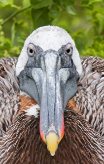 Ecuador, Galapagos Islands, Rabida. Brown pelican on nest staring ahead. Credit as Ecuador, Galapagos Islands, Rabida. Brown pelican on nest staring ahead. Credit as