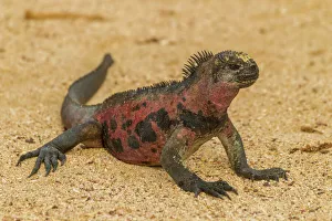 Ecuador, Galapagos National Park. Marine iguana on sand Ecuador, Galapagos National Park. Marine iguana on sand