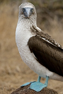 Ecuador, Galapagos, North Seymour. Blue-footed booby (WILD: Sula nexbouxii excisa) Ecuador, Galapagos, North Seymour. Blue-footed booby (WILD: Sula nexbouxii excisa)