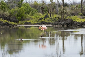 Ecuador, Galapagos, Northern Santa Cruz Island, Dragon Hill area. Greater flamingo Ecuador, Galapagos, Northern Santa Cruz Island, Dragon Hill area. Greater flamingo
