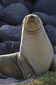Ecuador. A Galapagos Sea Lion basks in the sun on North Seymour Island in the Galapagos Ecuador. A Galapagos Sea Lion basks in the sun on North Seymour Island in the Galapagos